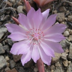 Plants of the lewis and clark expedition