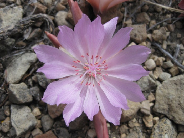 Plants of the lewis and clark expedition