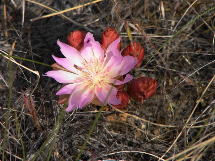 Plants of the lewis and clark expedition