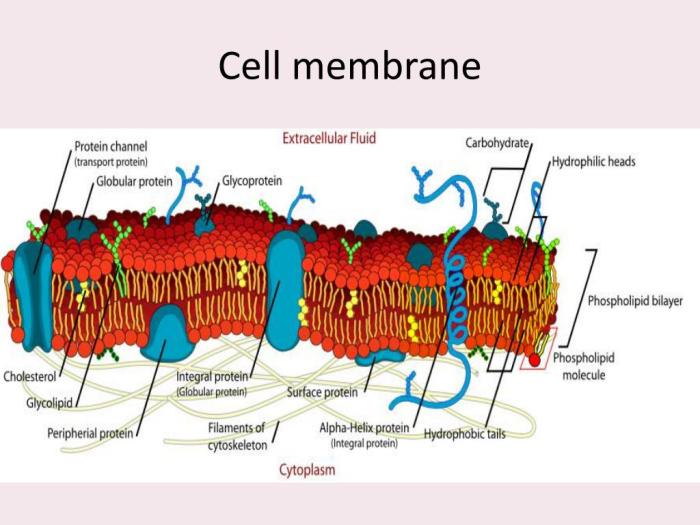 Cell membrane and cell transport webquest