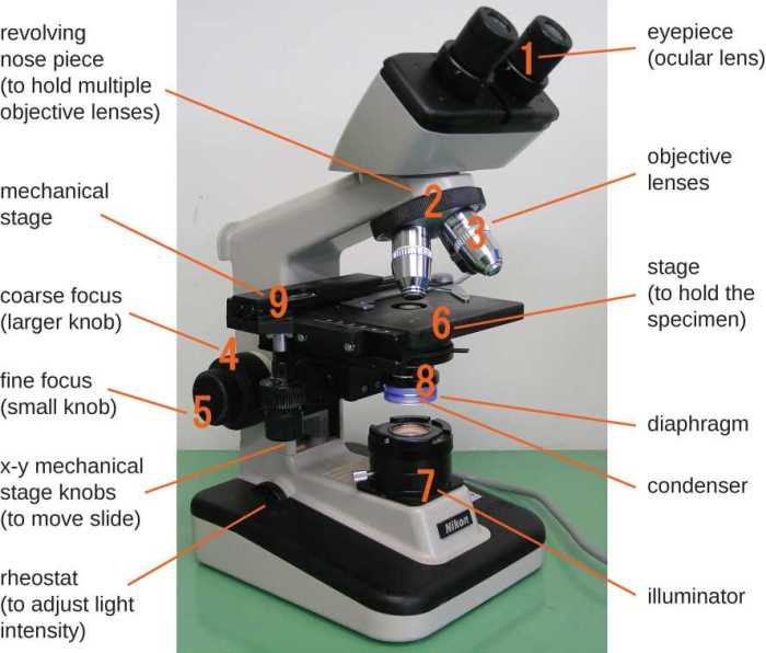 Openstax microbiology test bank pdf