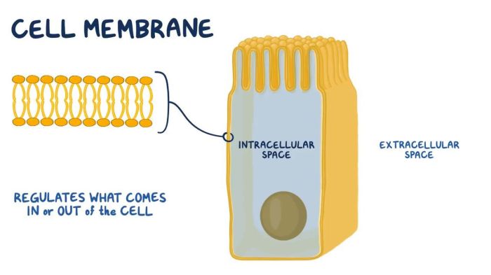 Cell membrane and cell transport webquest