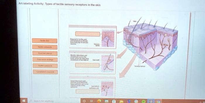 Art labeling activity tactile receptors in the skin