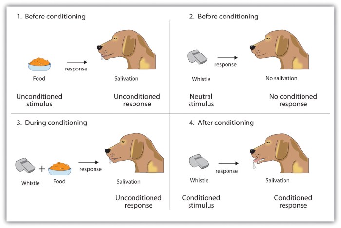 In classical conditioning organisms learn the association between two