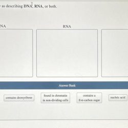 Describing classify statements rna dna both transcribed text show