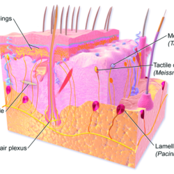 Art labeling activity tactile receptors in the skin