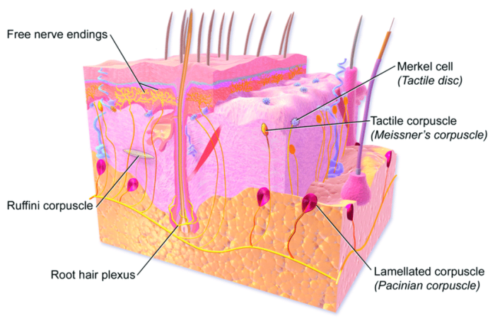 Art labeling activity tactile receptors in the skin