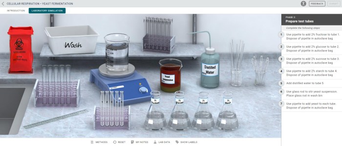 Cellular respiration measuring energy production in plants