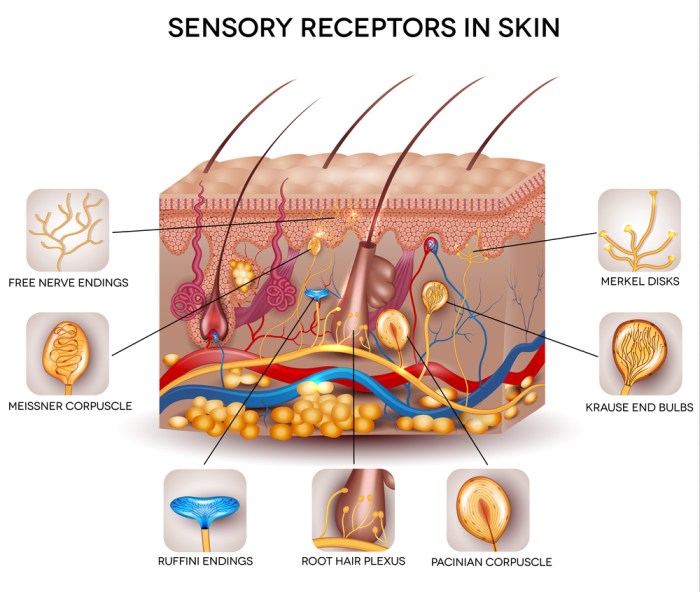 Receptores mechanoreceptors mecanorreceptores peraba tactile nerve kulit receptors receptor sensoriales nervous quimiorreceptores encapsulated